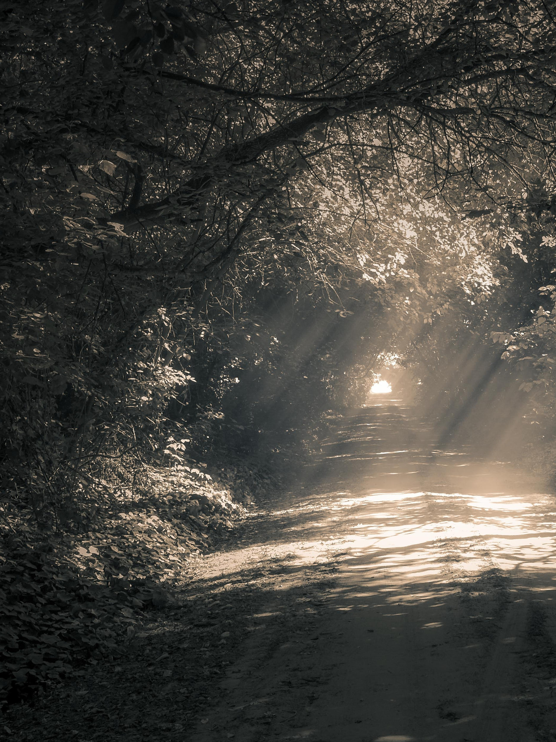 A monochrome image of a road through a dense forest tunnel of trees, with a warm and inviting light at the end of the road.