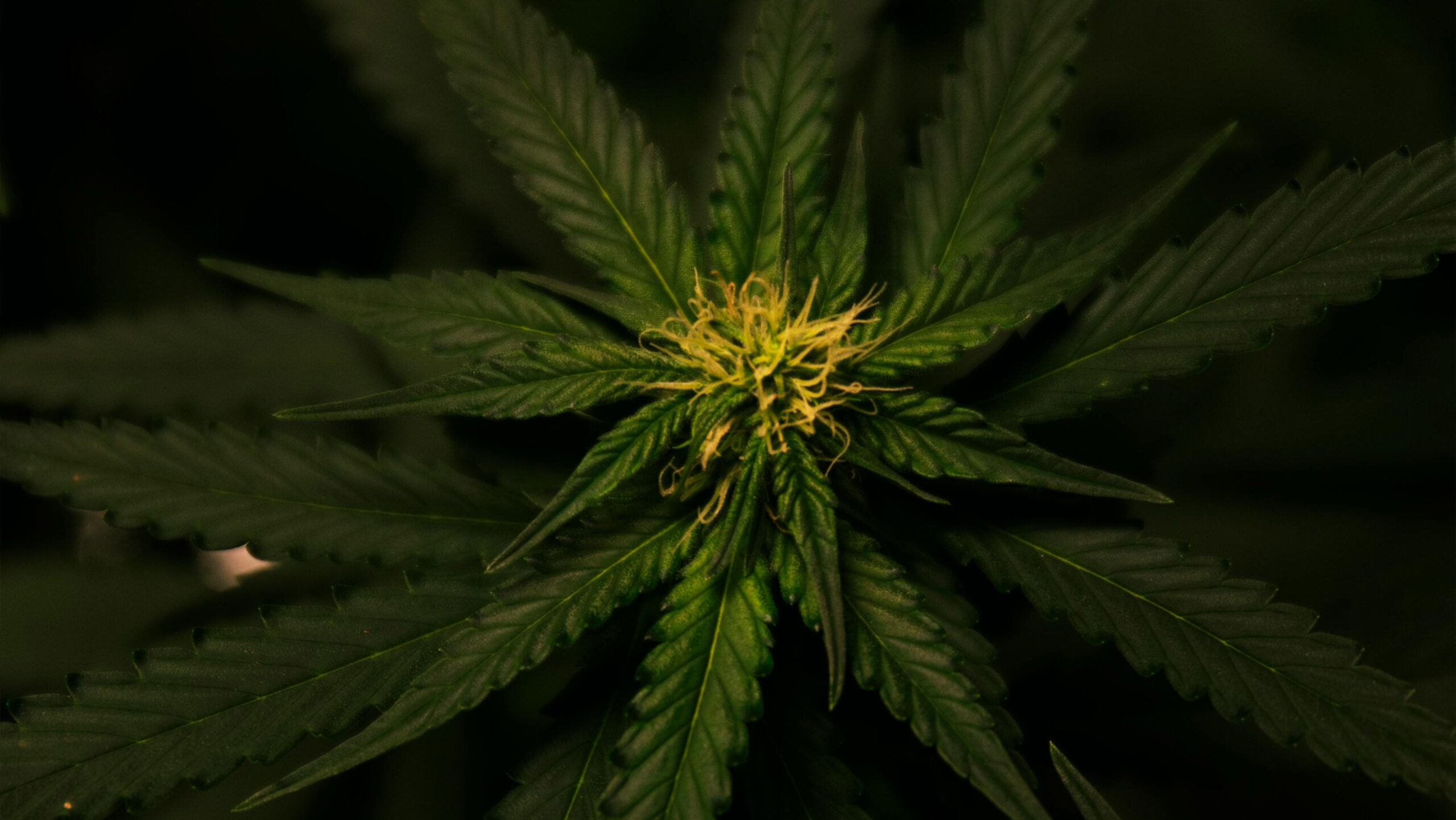Close-up of a medical cannabis plant, highlighting its terpenes, which play a role in the potential anxiety-relieving properties of cannabis.