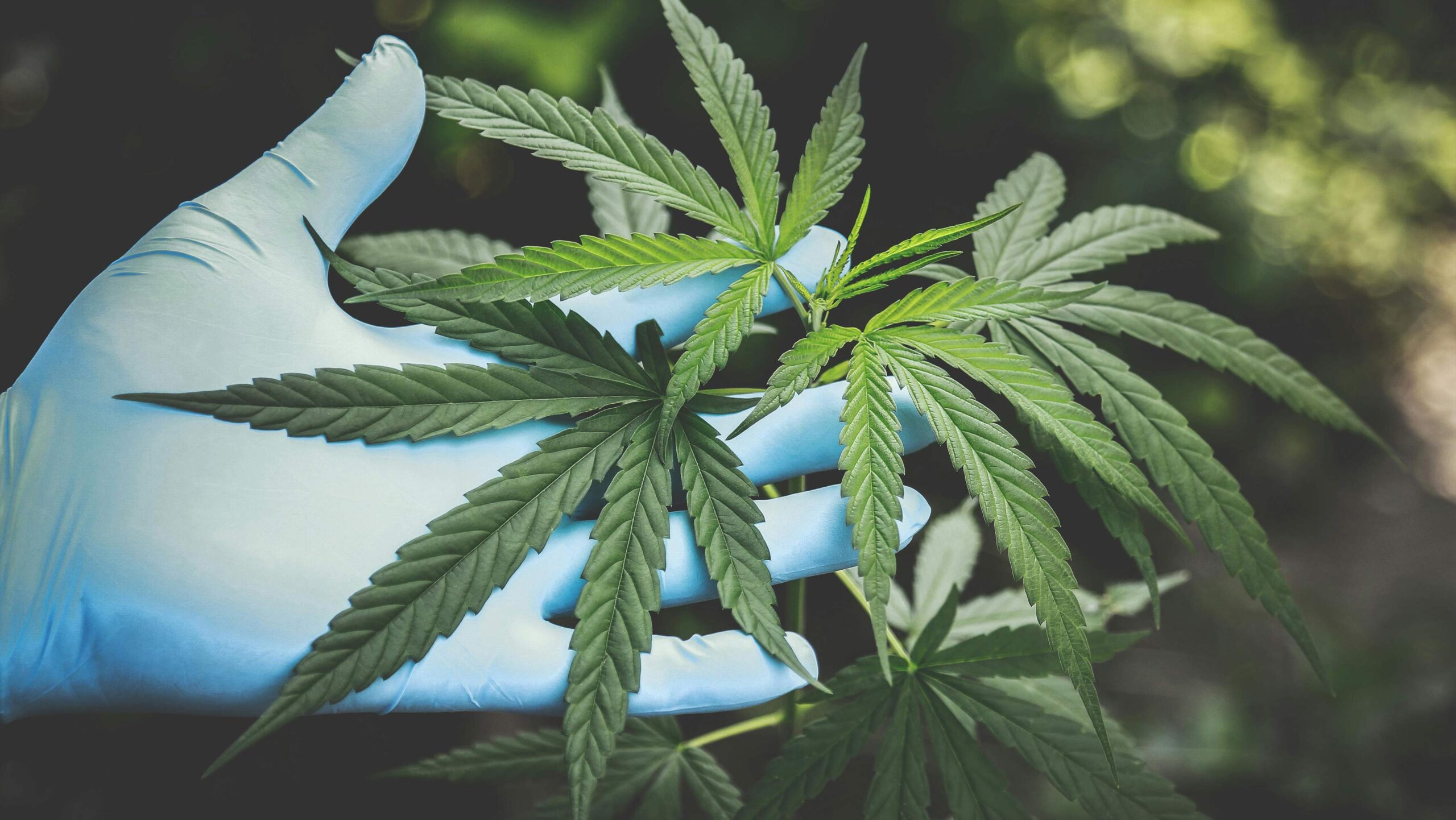 THC Vapes in the UK: What You Need to Know