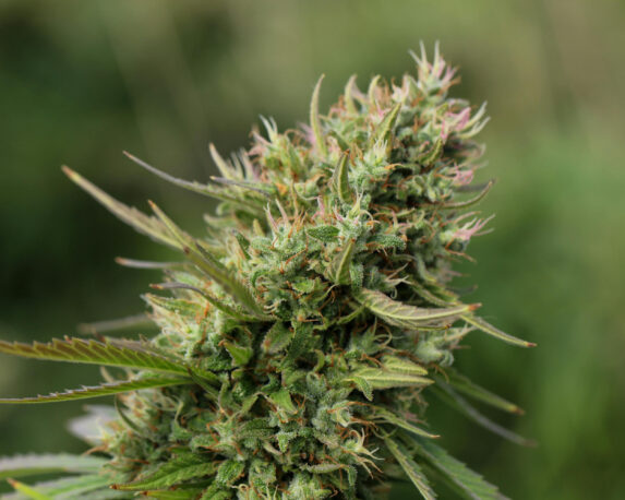 Close-up of a medical cannabis plant highlighting trichomes and cannabinoids, illustrating the source of THCP.