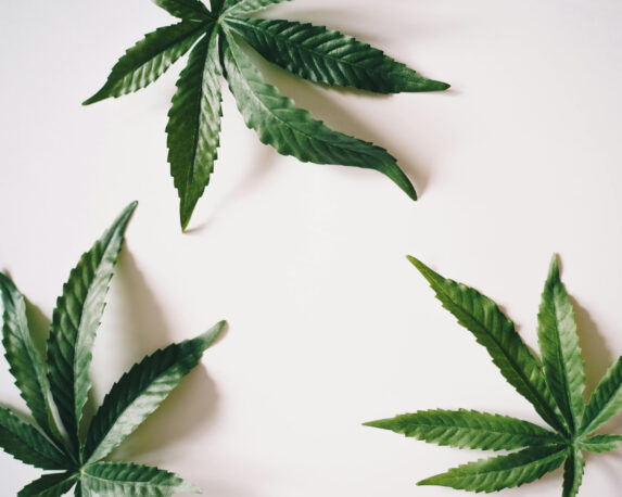 Close-up of vibrant cannabis leaves, the plant source for full spectrum CBD oil known for its potential benefits.