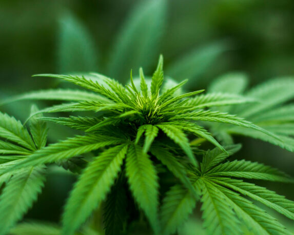 Close-up of a medical cannabis plant highlighting the rich terpene profile, showcasing cannabis-derived terpenes and their potential benefits.