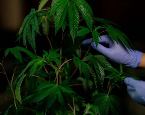 Close-up of medical cannabis flower, showcasing high-quality cannabis for medicinal use, offering potential relief for pain, anxiety, and other symptoms.