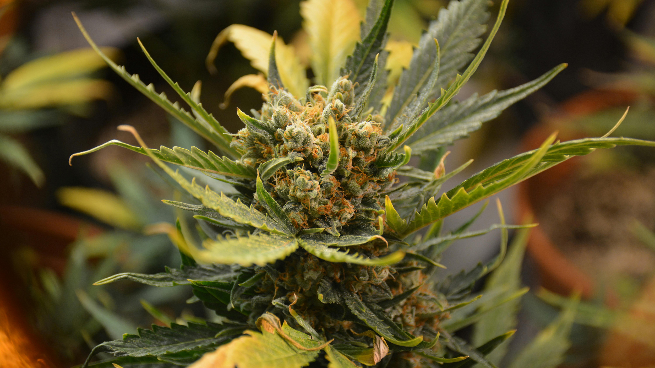 Close-up of cannabis plant highlighting sativa vs indica differences