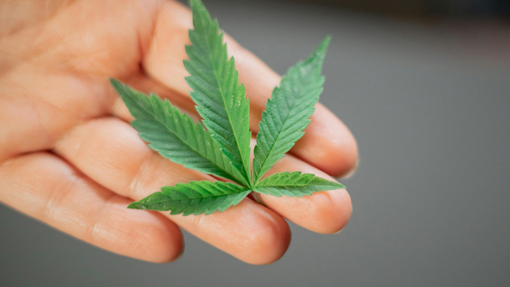 THC for pain — cannabis leaf representing the natural source of effective pain relief edibles.