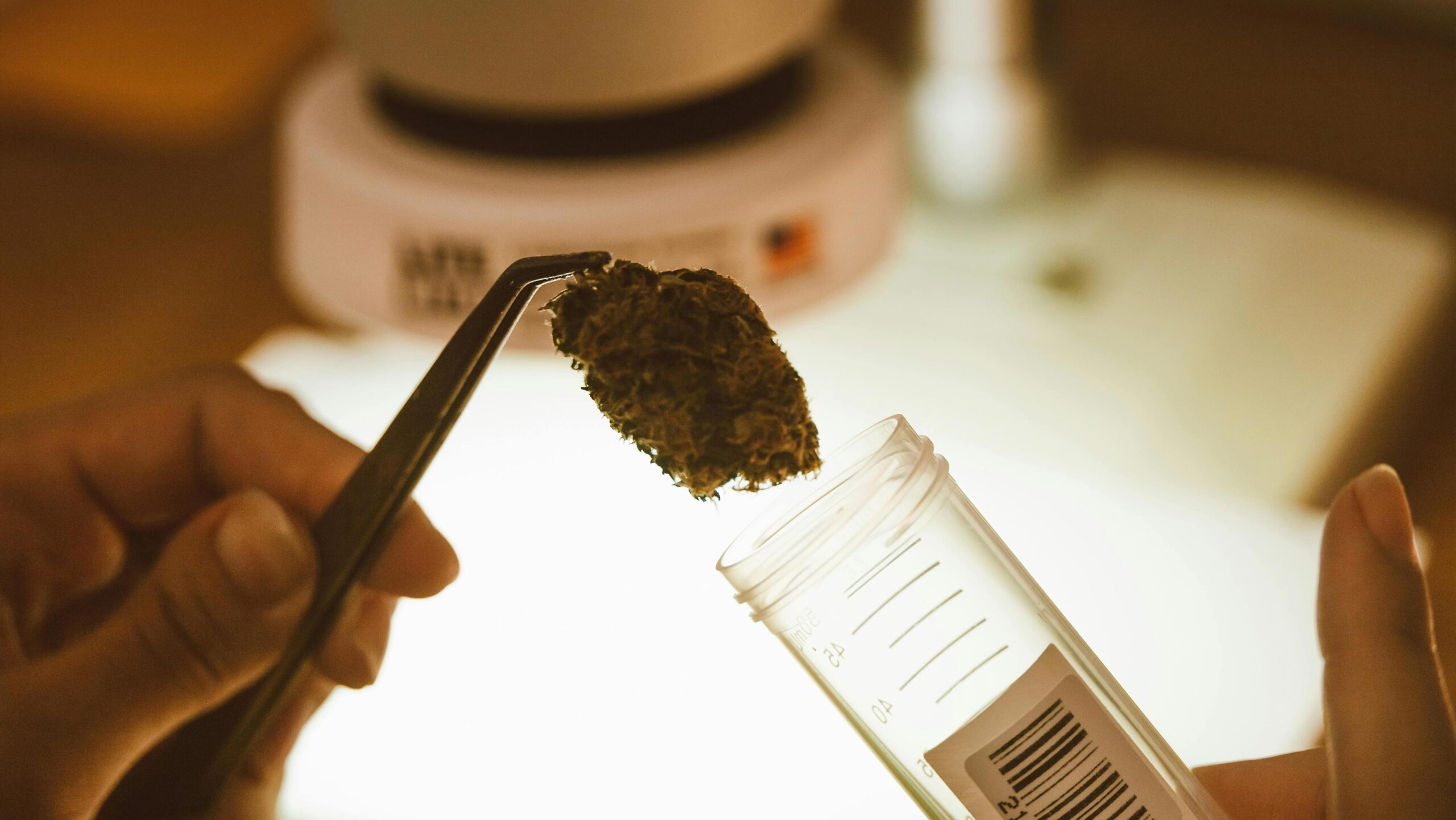 High THC level meaning shown through lab-tested medical cannabis in a test tube.