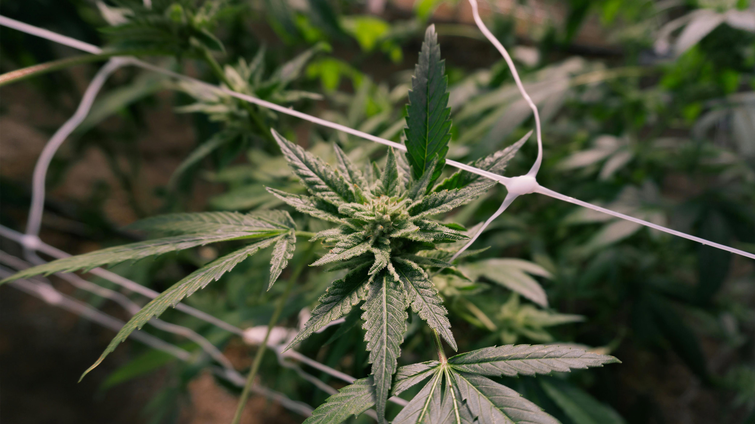Cannabis plants cultivated with high THC levels — understanding THC level meaning and legal limits