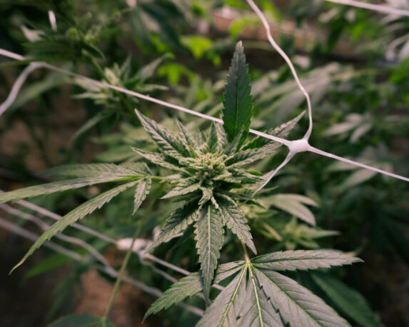 Cannabis plants cultivated with high THC levels — understanding THC level meaning and legal limits