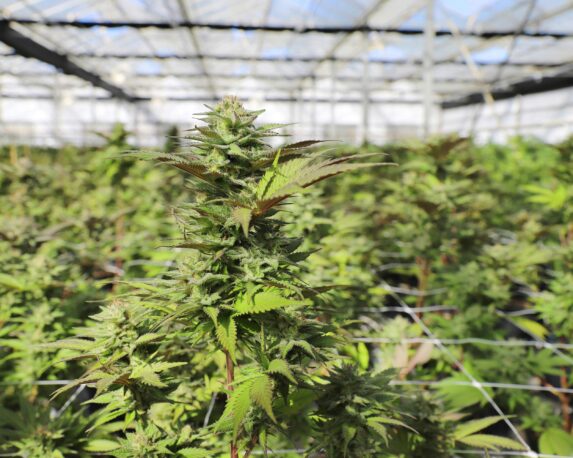 Beta irradiated cannabis growing in a controlled environment for pharmaceutical-grade cannabis use