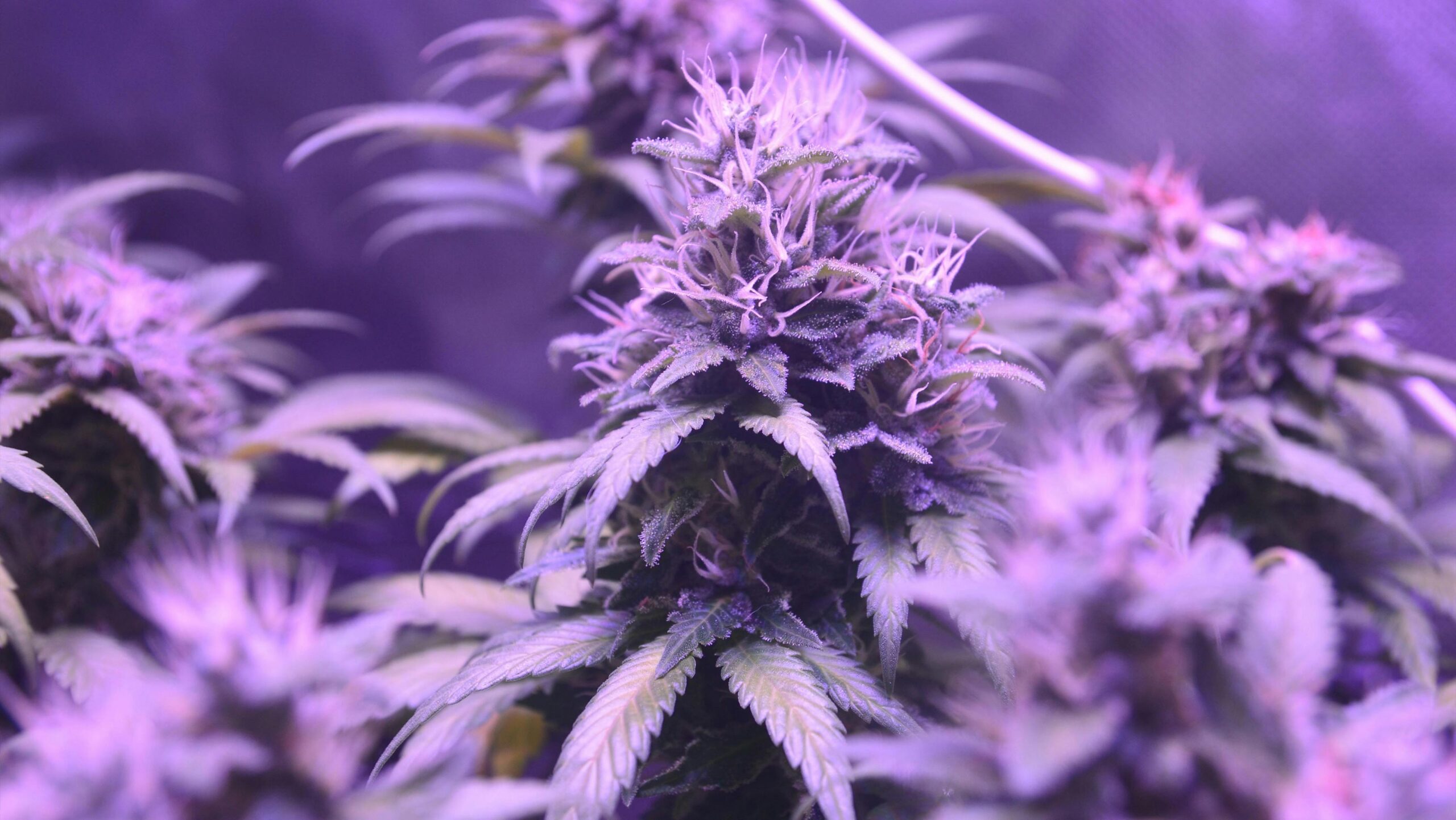 Gamma irradiated cannabis cultivation for consistent quality and patient safety in medical cannabis.