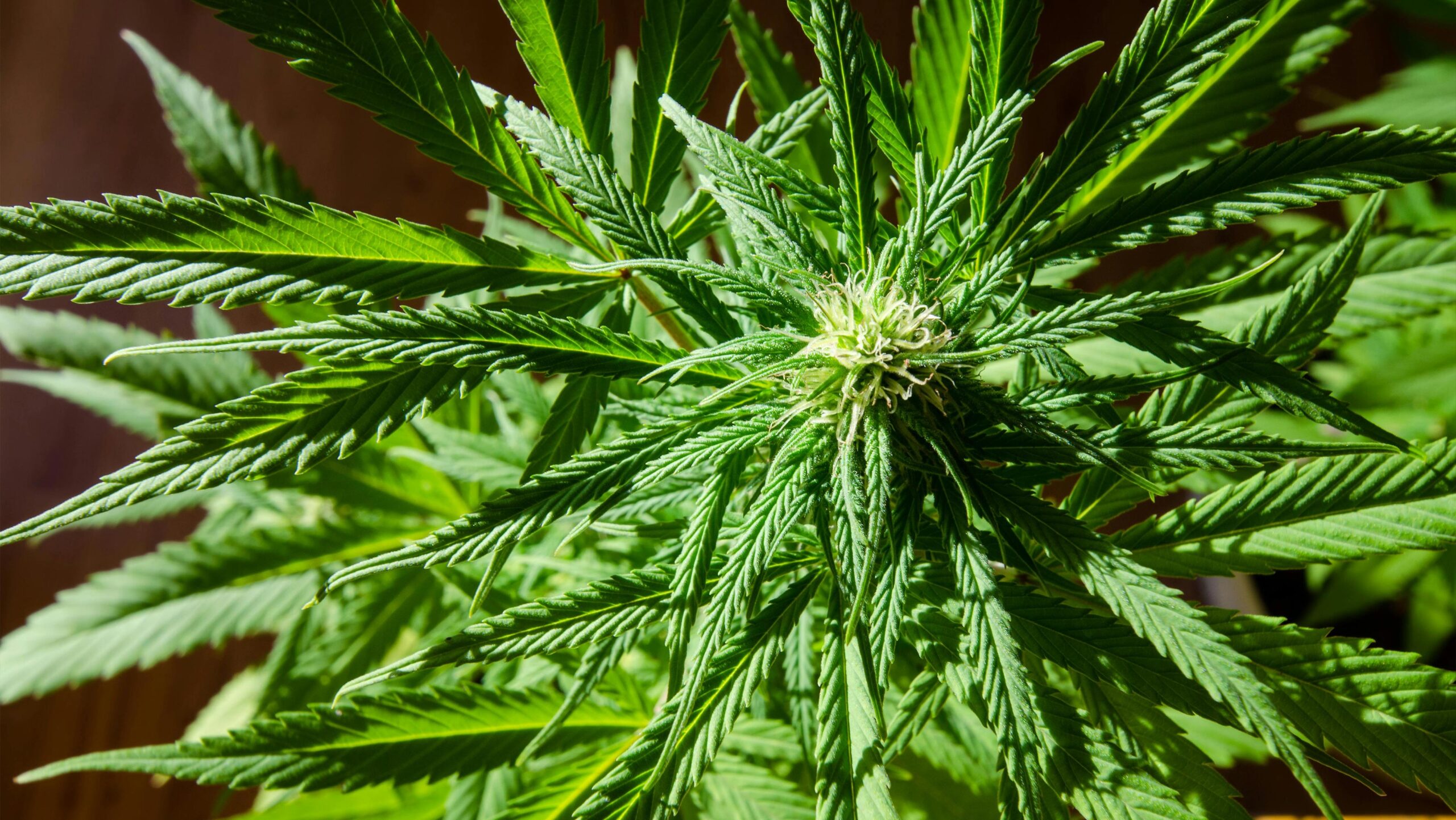 Detailed cannabis plant image illustrating terpene differences in indica vs sativa strains.