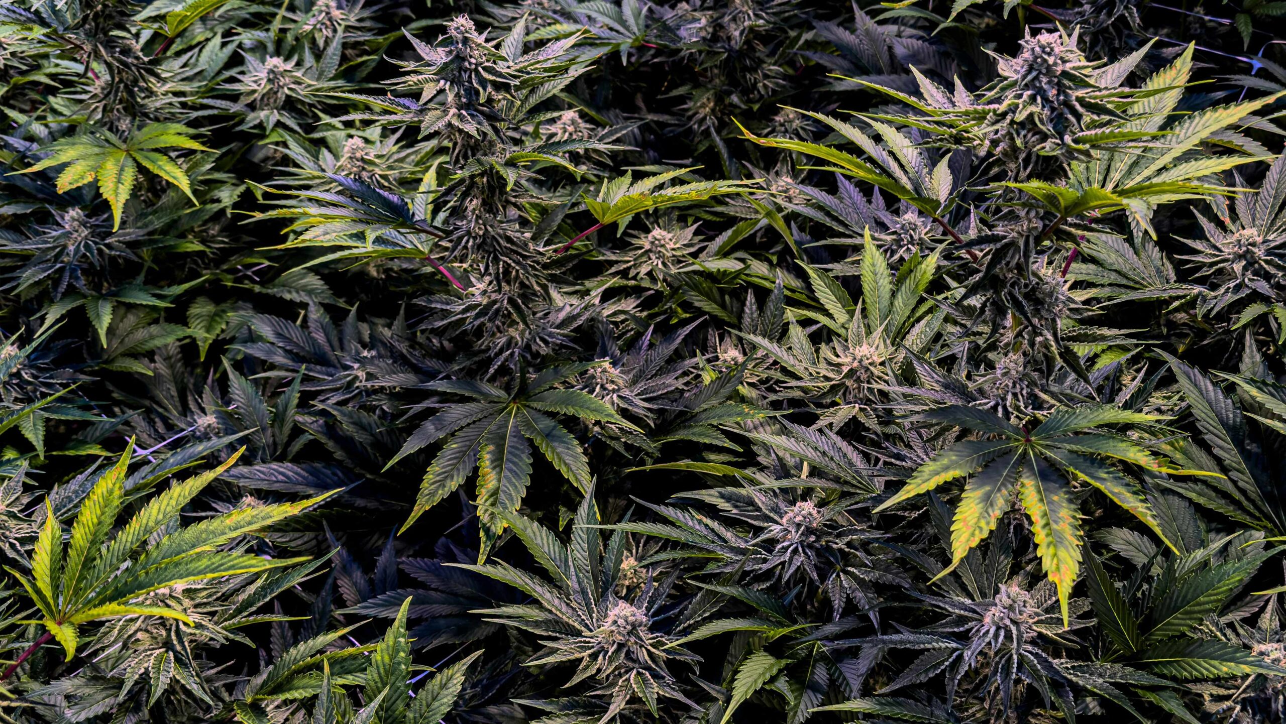 Close-up of cannabis plant showing cannabinoid-rich trichomes for sativa vs indica comparison