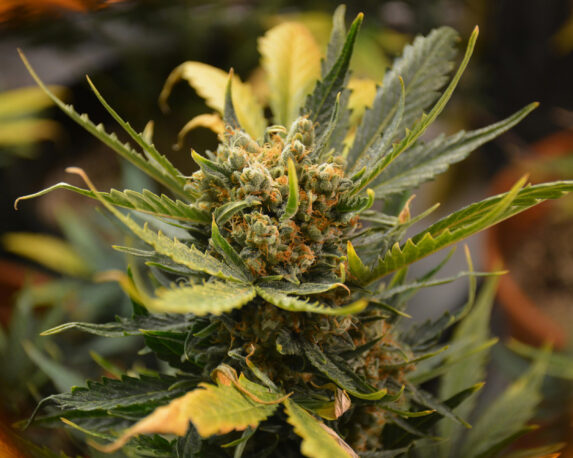 Close-up of cannabis plant highlighting sativa vs indica differences