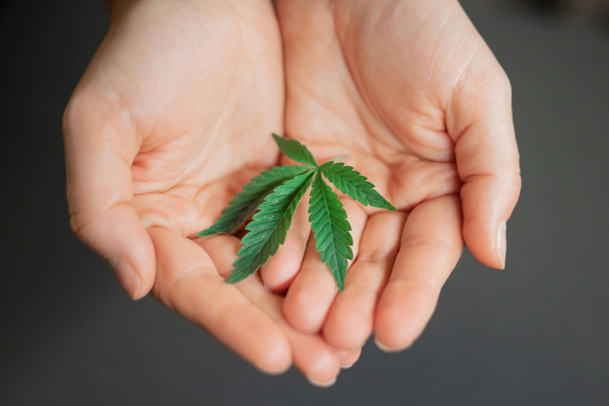 Close-up of cannabis leaf held in hands representing the question: Can you use cannabis whilst fasting?
