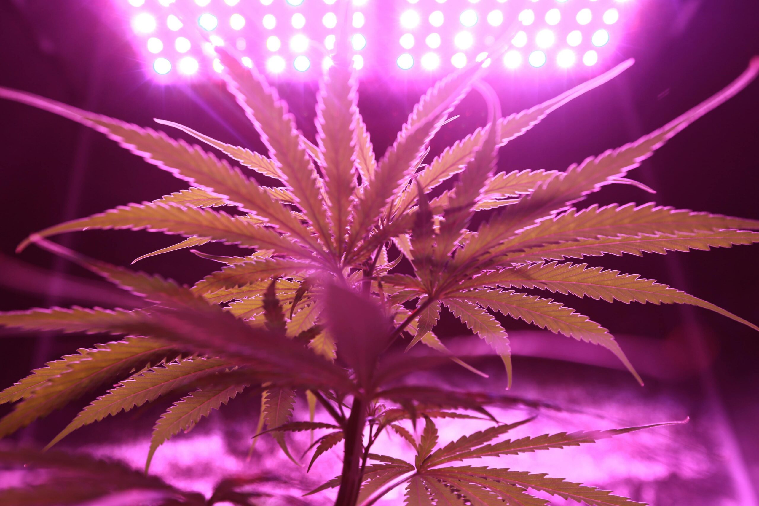 Sativa cannabis plant — discover the benefits of sativa for patients in the UK.