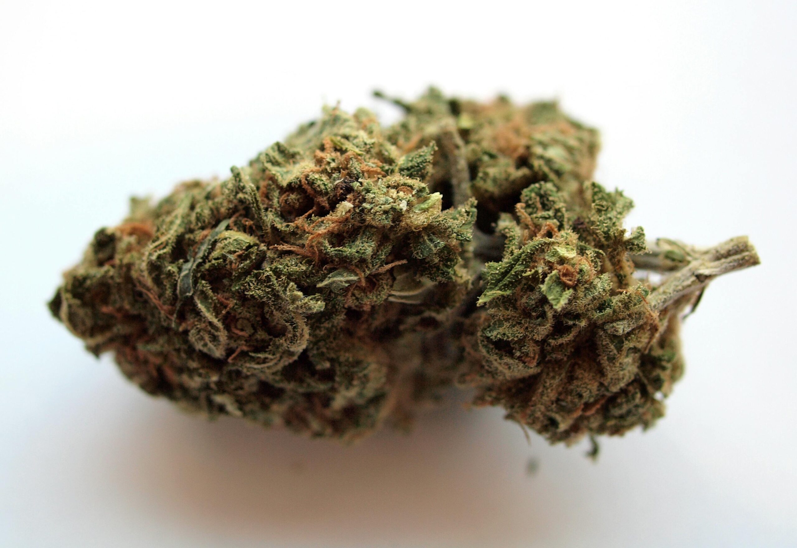 Close-up of cannabis bud rich in nerolidol terpene, highlighting potential nerolidol terpene effects.