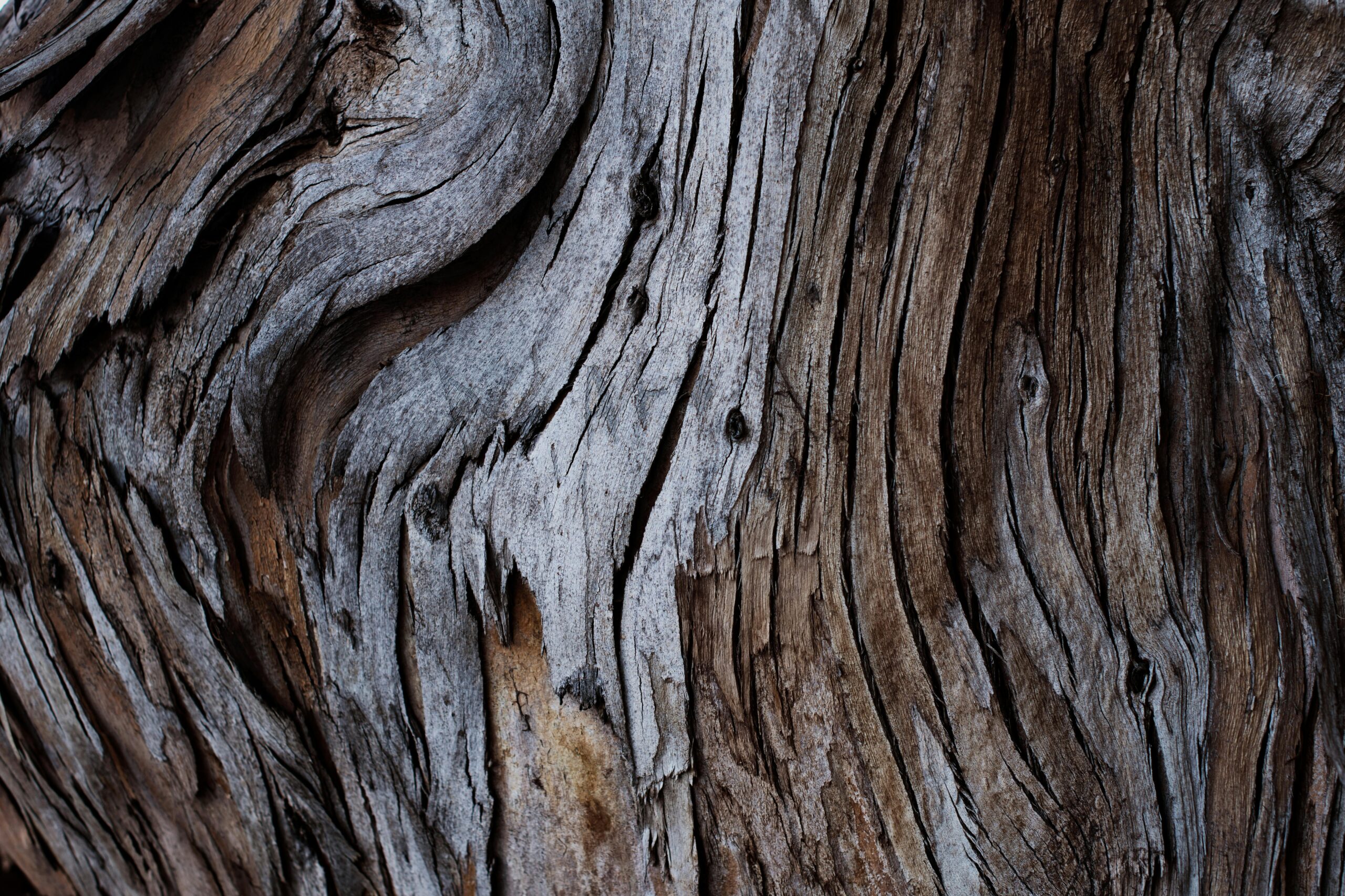 Natural tree bark showcasing the woody notes linked to nerolidol terpene effects.