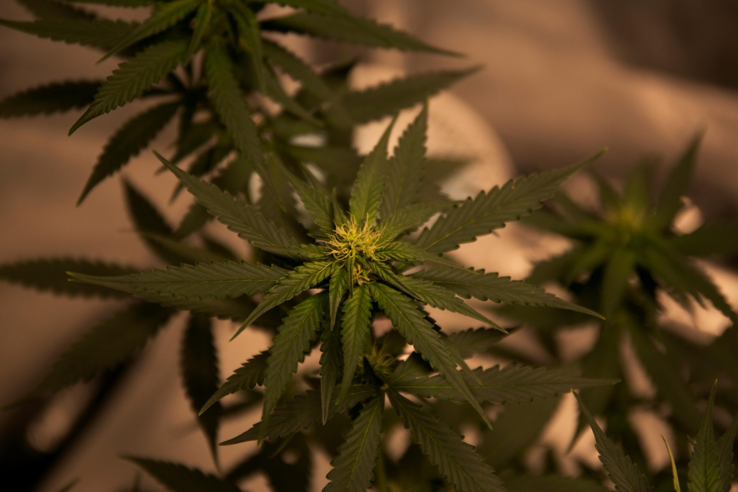 Close-up of a cannabis leaf highlighting nerolidol terpene presence and structure