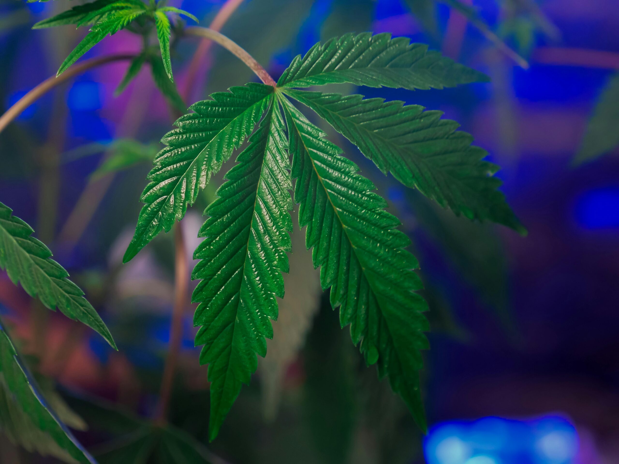 Fresh cannabis leaves illustrating CBG meaning and its therapeutic potential